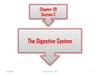 The digestive system