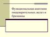 Функциональная анатомия пищеварительных желез и брюшины