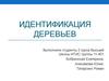 Идентификация деревьев
