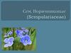 Семейство Норичниковые (Scropulariaceae)