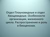 Отдел Плауновидные и отдел Хвощевидные. Особенности организации, жизненного цикла. Распространение и роль в биоценозах