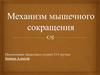 Механизм мышечного сокращения