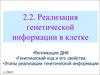 Реализация генетической информации в клетке