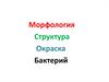 Морфология, структура, окраска бактерий