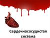 Сердечнососудистая система
