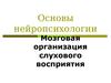 Нейропсихология. Мозговая организация слухового восприятия. (Лекция 4)