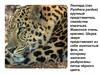 Крупный представитель семейства кошачьих леопард