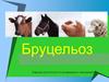 Бруцельоз
