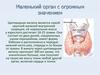 Маленький орган с огромным значением. Щитовидная железа