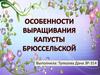 Особенности выращивания капусты брюссельской