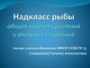 Надкласс рыбы: общая характеристика и внешнее строение