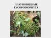 Плауновидные (lycopodiophyta)