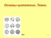 Основы цитологии. Соединительная ткань