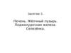 Печень. Жёлчный пузырь. Поджелудочная железа. Селезёнка (занятие 3)