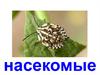 Насекомые и жуки