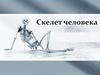 Скелет человека