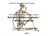 Костная система человека