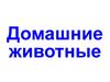 Домашние животные