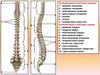 Позвоночный столб вид спереди