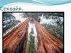 Секвойя