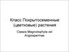 Класс Покрытосеменные