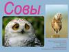 Семейство Соколиные. Совы