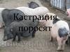 Кастрация поросят