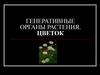 Генеративные органы растения. Цветок