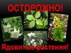 Ядовитые растения