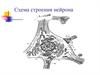 Схема строения нейрона