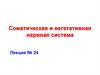 Соматическая и вегетативная нервная система
