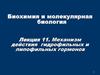 Механизм действия гидрофильных и липофильных гормонов. (Лекция 11)