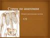 Стрим по анатомии. Опорно-двигательная система