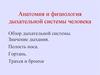 Дыхательная система человека. Значение дыхания. Полость носа. Гортань. Трахея и бронхи
