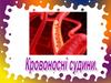 Кровоносні судини (урок)