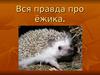 Вся правда про ёжика