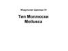 Тип моллюски. (Лекция 10)