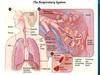 Thy respiratory system