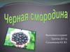 Черная смородина
