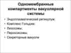 Вакуолярная система (лекция 6)