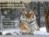 Амурский тигр