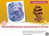 Сдаем ГИА, ЕГЭ. Немембранные органоиды клетки