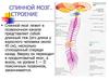 Спинной мозг. Строение