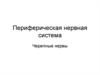 Периферическая нервная система. Черепные нервы