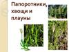 Папоротники, хвощи и плауны