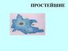 Характерные признаки простейших