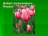 Древний праздник весны и труда. Народы востока