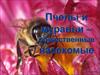 Пчелы и муравьи – общественные насекомые