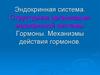 Эндокринная система. Структурная организация эндокринной системы. Гормоны. Механизмы действия гормонов
