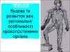Будова та розвиток вен, регіональні особливості кровопостачання органів